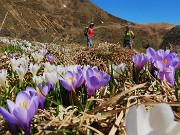Ai Piani dell’Avaro ben fioriti di crocus – 2 maggio 2025 - FOTOGALLERY